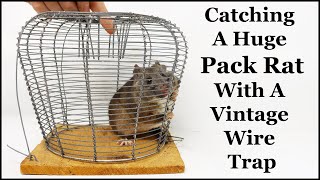 Catching A Huge Pack Rat With A Vintage Wire Cage Trap. Mousetrap Monday