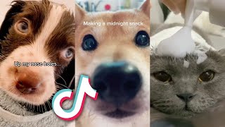 The BEST and CUTEST TikTok Pets...