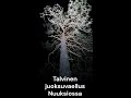 Talvinen juoksuvaellus Nuuksiossa