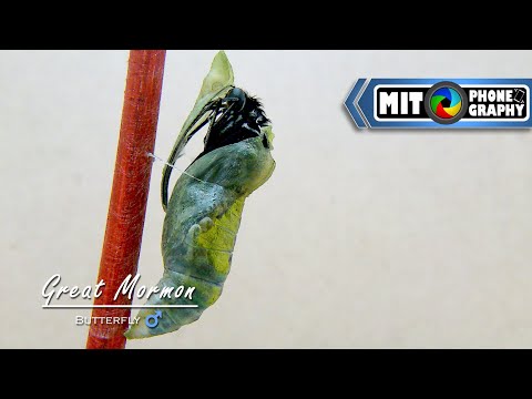 Papilio memnon (Great Mormon) Transformation: Caterpillar to Butterfly (MALE) - Timelapse