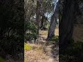 A sneak peek at a couple of shots on the 3D course this weekend! Who is ready for 3D archery?