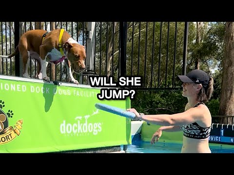 My Dog’s First Dock Diving Session – Will She Jump? 