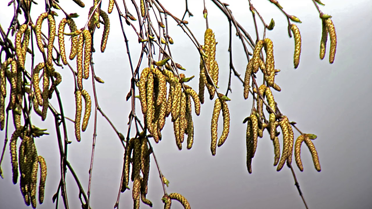 Silver Birch Catkins