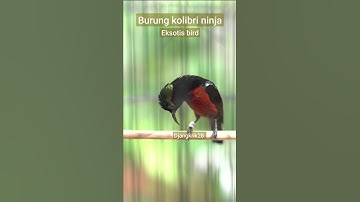PANCINGAN KONIN BAHAN AGAR CEPAT GACOR BURUNG ASLI INDONESIA EKSOTIS BIRD