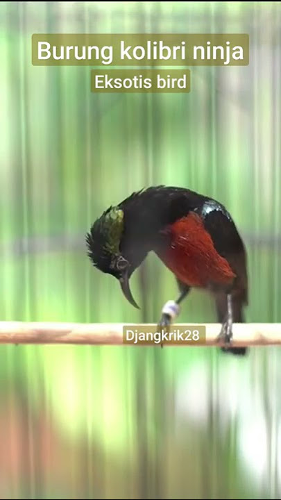 PANCINGAN KONIN BAHAN AGAR CEPAT GACOR BURUNG ASLI INDONESIA EKSOTIS BIRD