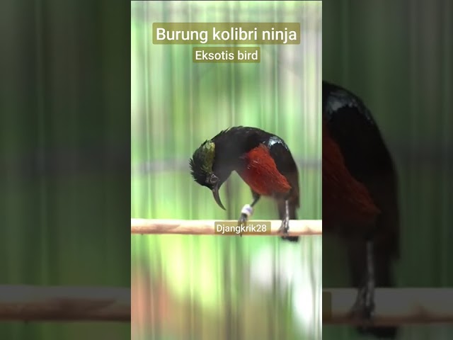 PANCINGAN KONIN BAHAN AGAR CEPAT GACOR BURUNG ASLI INDONESIA EKSOTIS BIRD class=