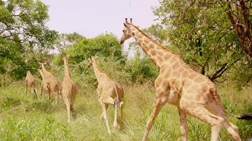 Giraffes Released into New Home | Saving Giraffes Part 5 | Africas Gentle Giants | BBC Earth
