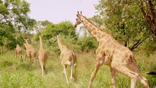 Giraffes Released Into New Home | Saving Giraffes Part 5 | Africas Gentle Giants | Bbc Earth