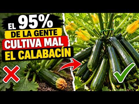 95% of People Grow Zucchini Wrong || La Huertina De Toni
