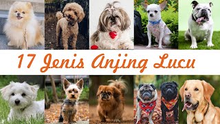 17 Jenis Anjing Lucu Terpopuler 2023