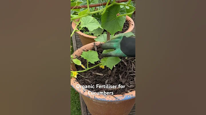Organic Fertiliser for Cucumbers #shorts