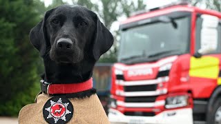 Fire Investigation Dogs - 25 years of partnership with Hertfordshire Fire & Rescue Service