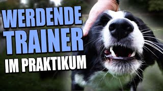 Die Problematik In Der Ausbildung Zum Hundetrainer