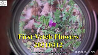 First Vetch Flowers 20210312