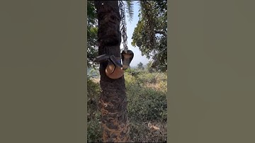"Black Cobra Snake in Palm Tree: A Mysterious Sight!" #reels #snake #snakeresque #cobra #animals
