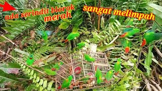 ADA SERINDIT BELOROK MERAH WAKTU MENJEBAK SERINDIT PAKAI SANGKAR PIKAT // BIRD TRAP