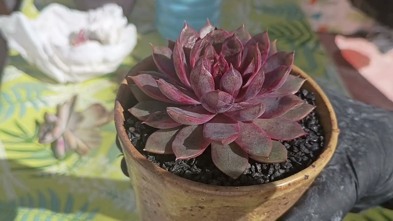 Mira que regalos tan hermosos recibí !! 😍🎁🥳