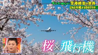 マツコの知らない世界春らんまんSP!桜と楽しむ最新和菓子36連発▼SNSバズる!空港絶景