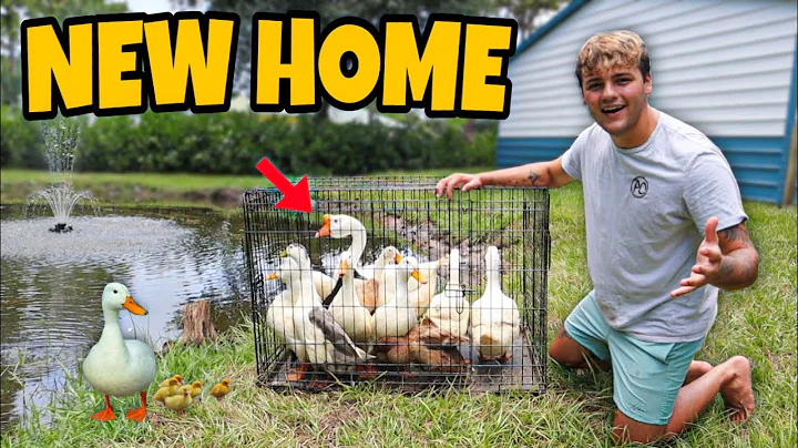 Transferindo meus patos de estimação para o novo lago na fazenda do PC!