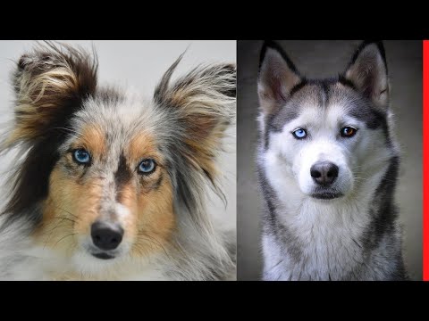 Video: 12 šunų su absoliučiai kvapą gniaužiančiomis mėlynomis akimis