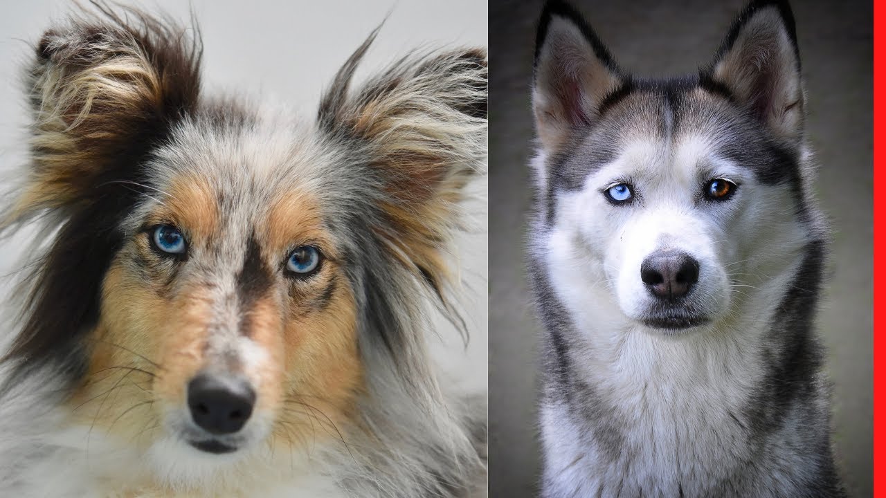 These Are 10 Dog Breeds With Blue Eyes