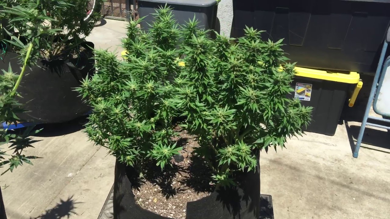 2019 kali outdoor grow September 3