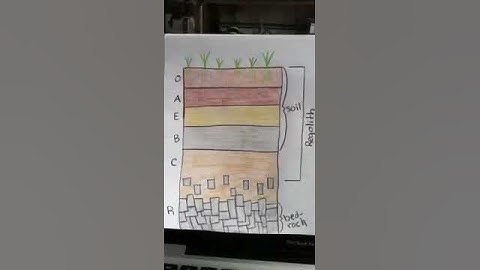 A view of the soil profile