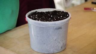 Giant Pumpkin Seed Germination
