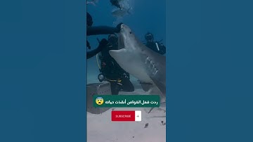 سورة الأعراف ماهر المعيقلي فانجيناه والذين معه برحمة منا #قرآن #اكسبلور #quran