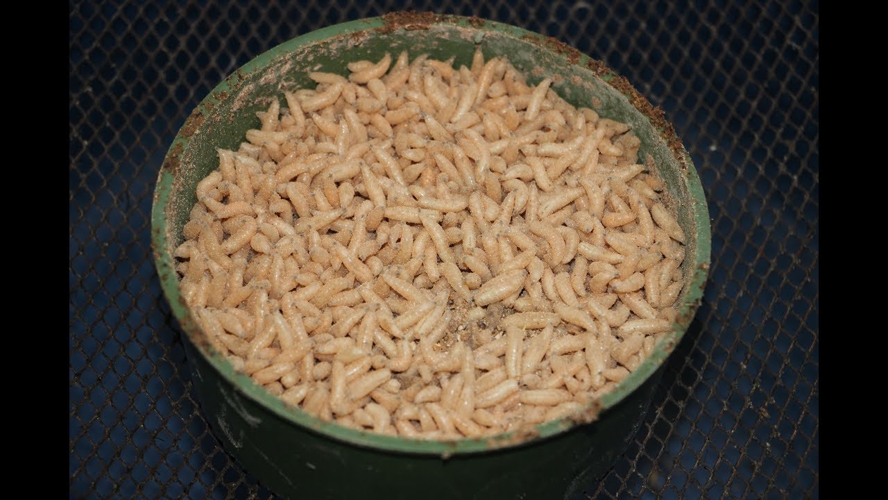 Как хранить опарыша в домашних условиях, в большом количестве.