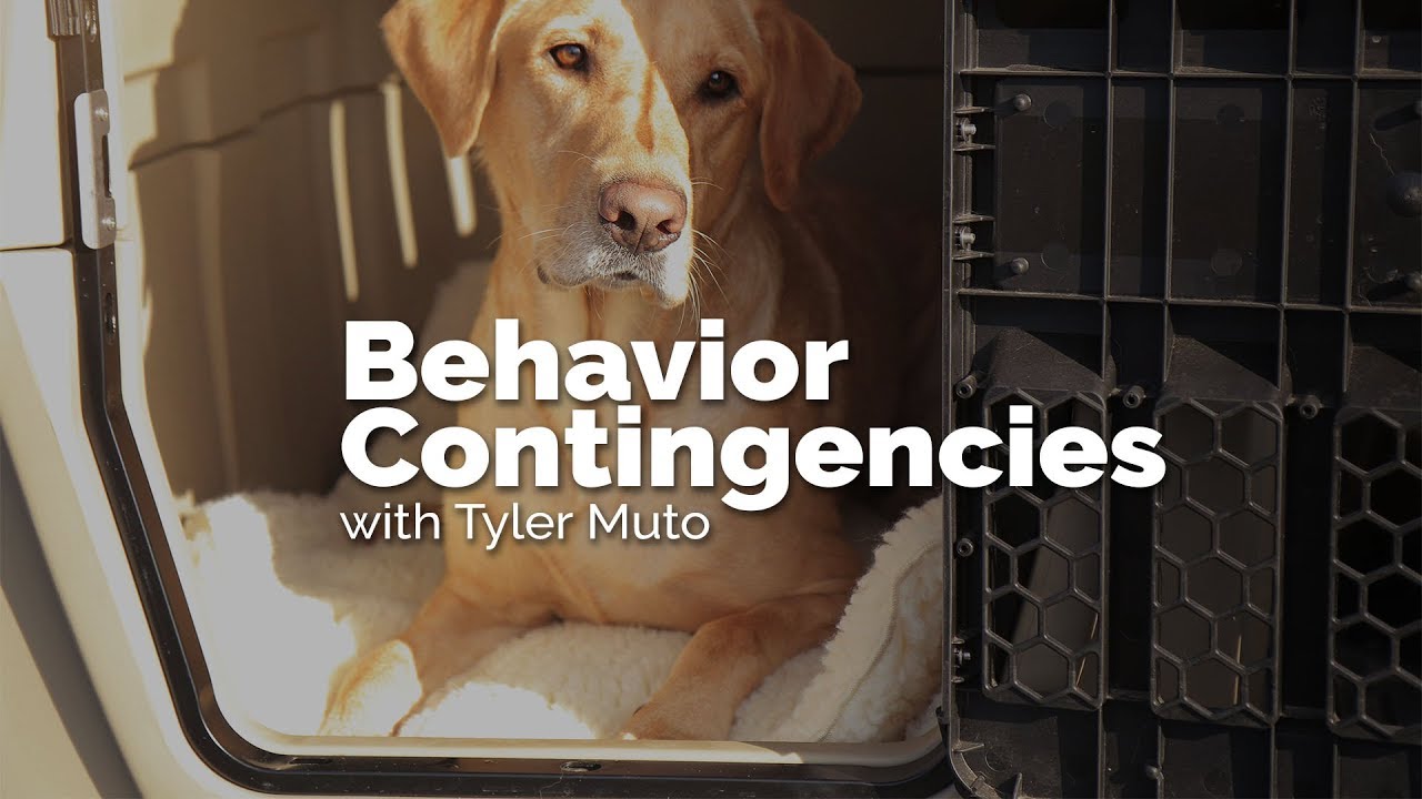 puppy paradise Behavior Contingencies with Tyler Muto