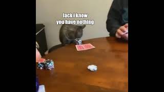 Cat vs Poker screenshot 4