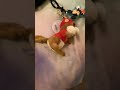 Hamburger qubo meets a Star Trek tribble