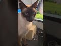 Caption: Every break turns into a performance review 😭🐱 #catshorts #funnycats #viralshorts