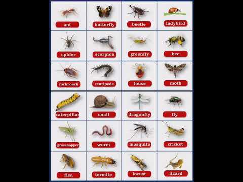Insects names कड मकड क नम shorts insects