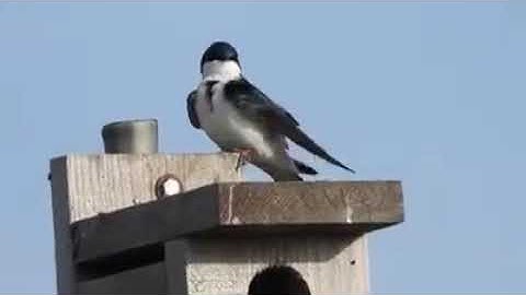 Tree Swallow Preening Feathers