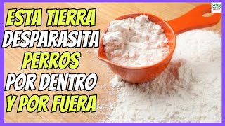 Como Desparasitar Al Perro Por Dentro Y Por Fuera Con Tierra De Diatomeas?