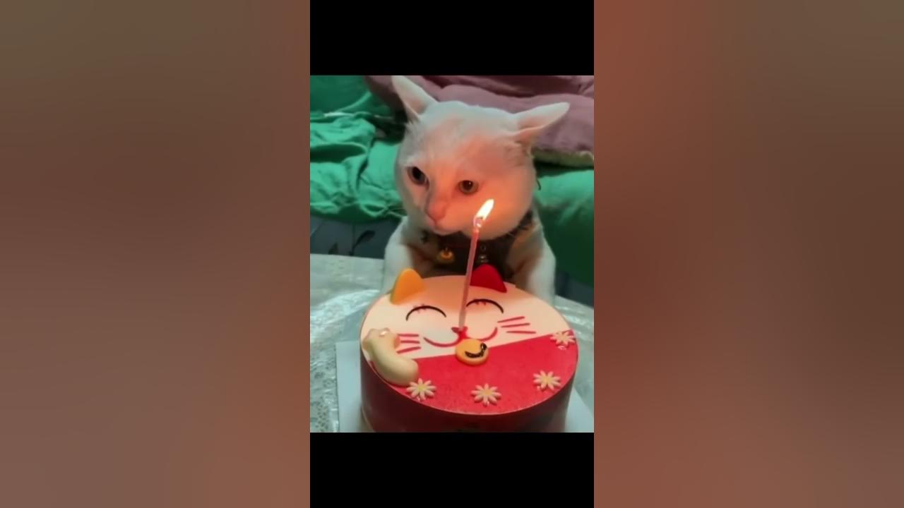 Meow Meow Birthday.. Epic Song - My Cat Joey’s Birthday Celebration