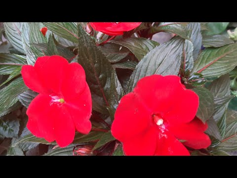 Video: Impatiens Arguta teave: kuidas kasvatada Impatiens Arguta lilli