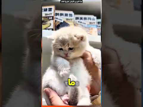 حجات مكنتش تعرفها عن الچيلي