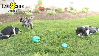 Playful Cocker Spaniel Puppies