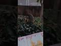 Monkey Playing – Cute &amp; Fun Moments of a Playful Monkey 🐒 #shorts #viral