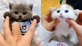 Bebês Gatos   Compilação De Vídeos Fofos E Engraçados De Gatos   Gatinhos Fofos No Mundo