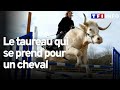 Le taureau qui se prend pour un cheval