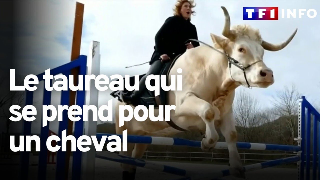 Le taureau qui se prend pour un cheval