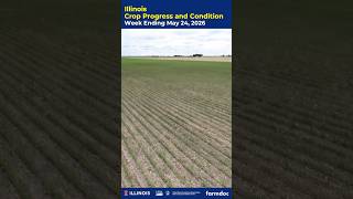 Mobile Edition: Illinois Crop Progress & Condition Report | May 24, 2026