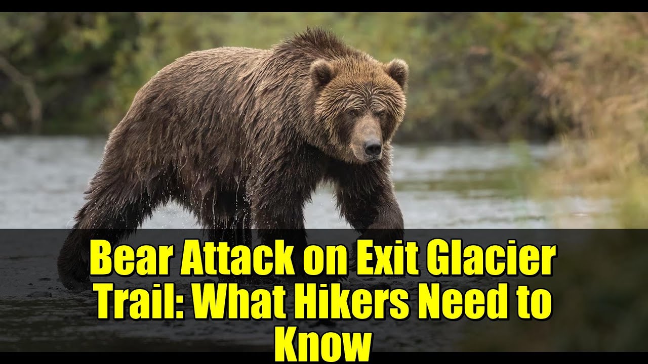 Нападение медведя на тропе Exit Glacier: что нужно знать туристам | Советы по безопасности дикой ...