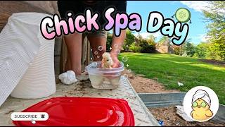 Cleaning Poopy Chick Butts & Fixing the Chick Nursery!