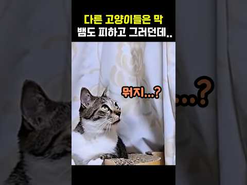 남다른 고양이의 반응 속도ㅋㅋ #냥이 #야옹이 #동체시력 #웃긴고양이 #웃긴동물 thumbnail