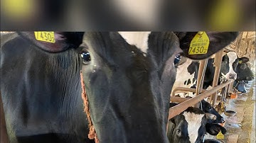 #xkld Nhật bản video đầy đủ nhất về công việc bò sữa